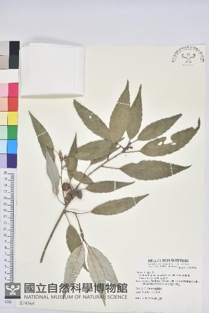 狹葉櫟藏品圖，第1張