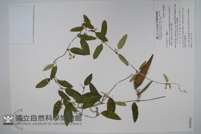 臺灣牛皮消、臺灣白薇藏品圖，第1張