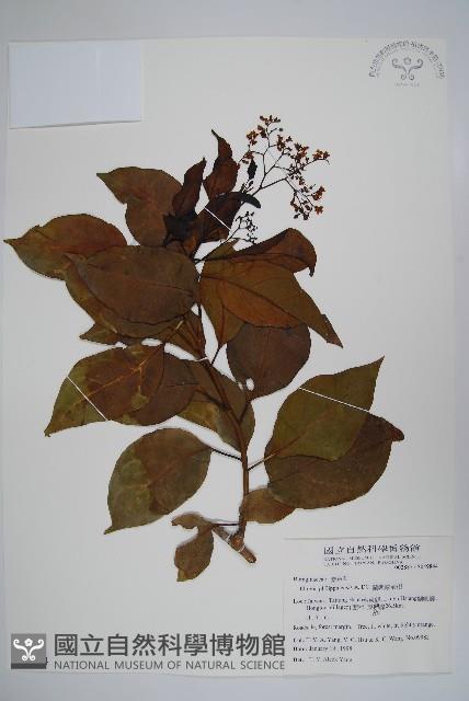 蘭嶼厚殼樹藏品圖，第1張