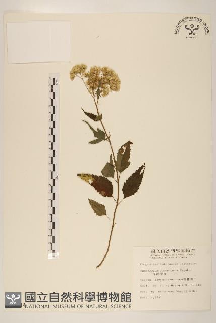 臺灣澤蘭藏品圖，第1張