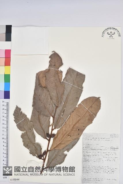 Accession Number:S058844 Collection Image