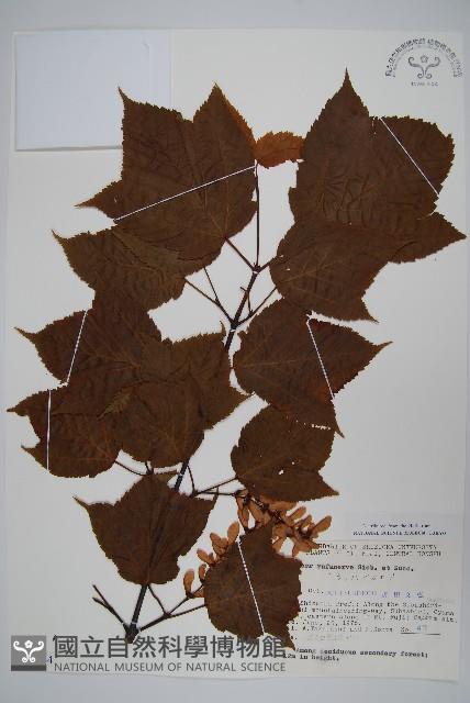 褐脈槭藏品圖，第1張