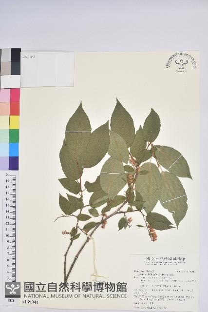 南燭藏品圖，第1張