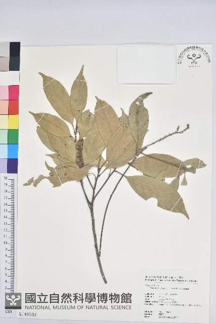 子彈石櫟藏品圖，第1張