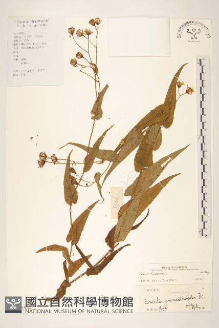 登錄號:S128944藏品圖，第1張