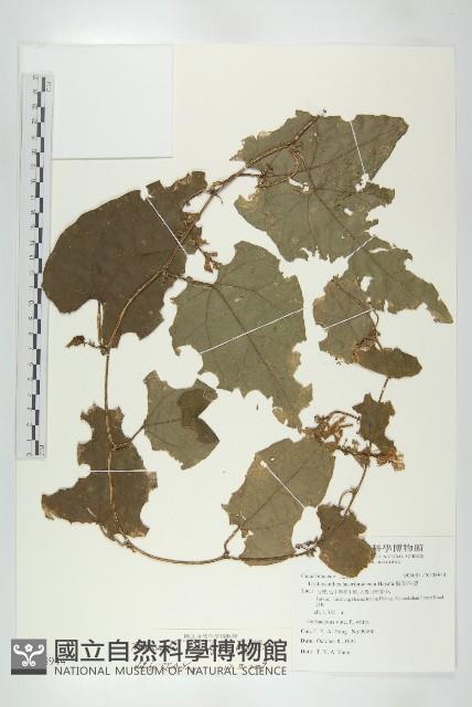 芋葉括樓藏品圖，第1張