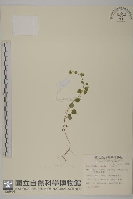 阿里山繁縷藏品圖，第1張