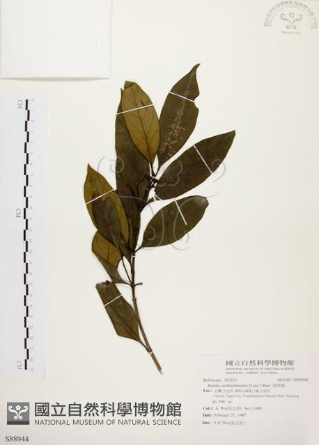 茜草樹藏品圖，第1張