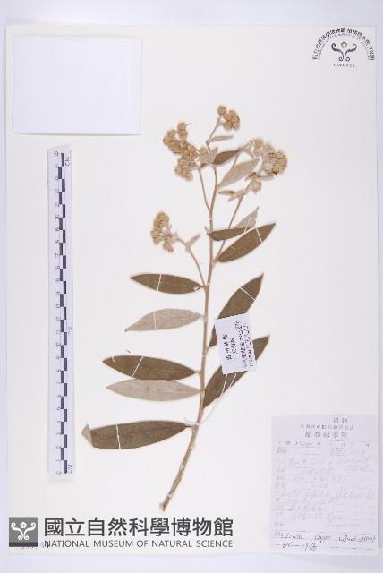 羊耳菊藏品圖，第1張