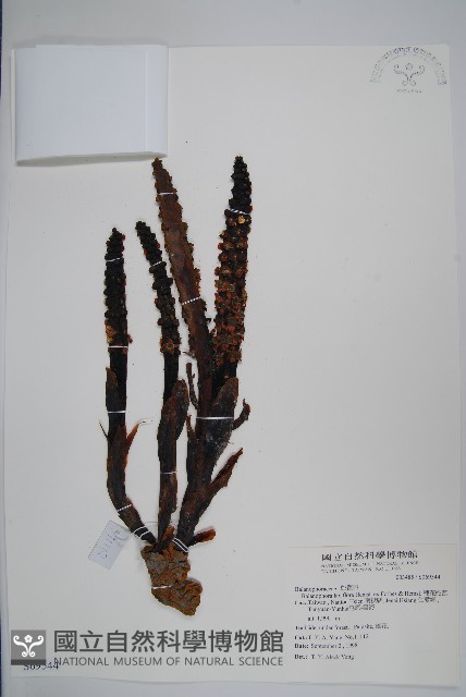 穗花蛇菰藏品圖，第1張
