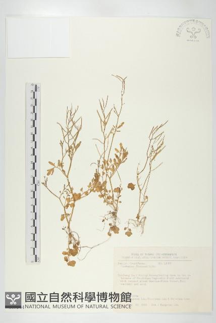 焊菜藏品圖，第1張