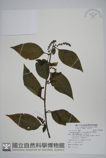 多子漿果莧藏品圖，第1張