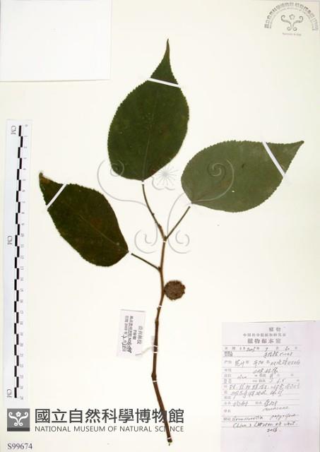 構樹藏品圖，第1張