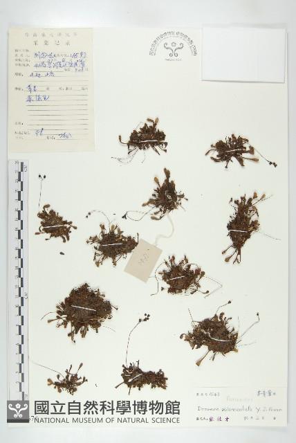 長柱茅膏菜藏品圖，第1張