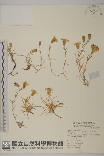 玉山蠅子草藏品圖，第1張