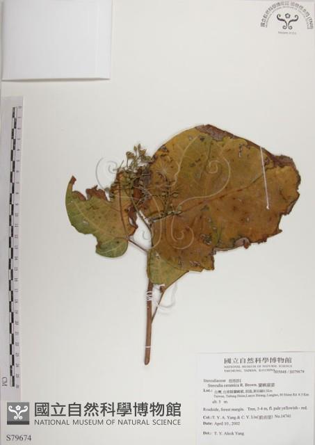 蘭嶼蘋婆藏品圖，第1張