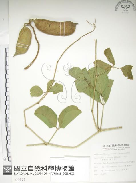 肥豬豆藏品圖，第1張