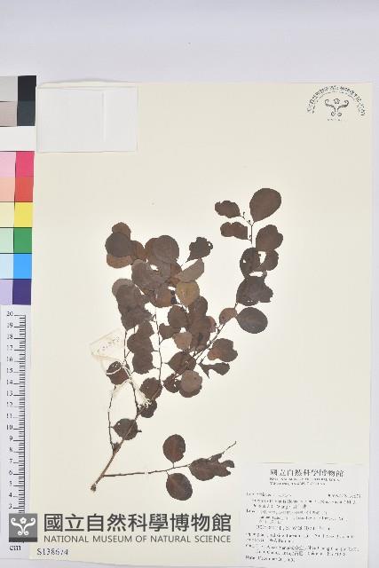 小紅仔珠藏品圖，第1張