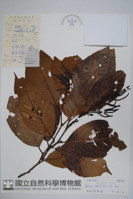 尼泊爾赤楊藏品圖，第1張