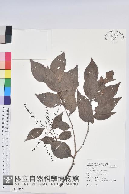 大葉越橘、來特氏越橘藏品圖，第1張