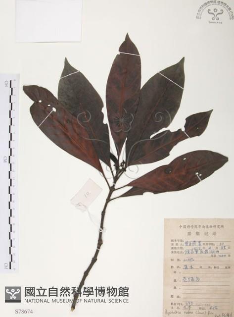 九節木、牛屎烏、青龍吐霧藏品圖，第1張