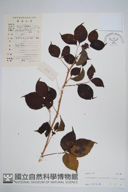 三葉五加、三加皮藏品圖，第1張