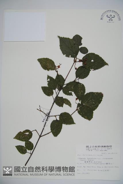 紅子莢迷藏品圖，第1張