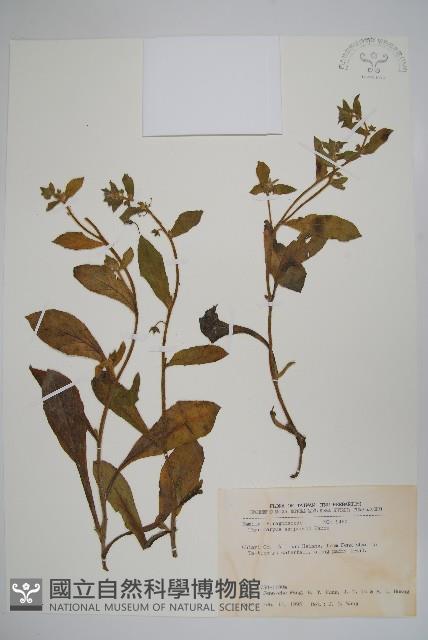 盾果草藏品圖，第1張