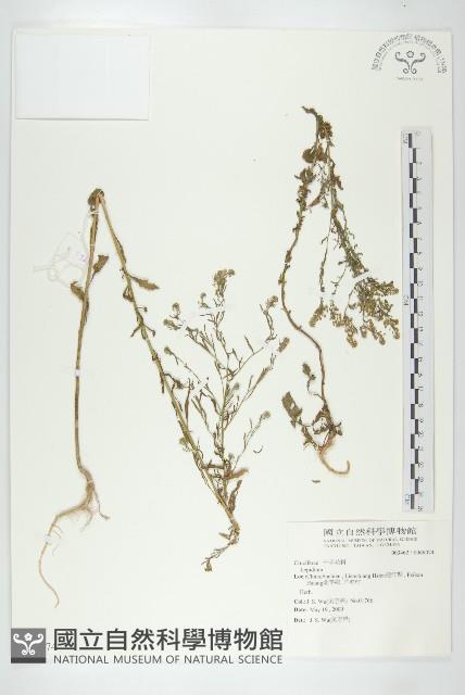 登錄號:S069074藏品圖，第1張