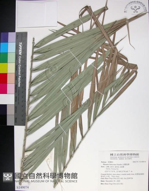 台灣海棗藏品圖，第1張