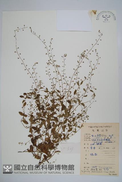 附地菜藏品圖，第1張