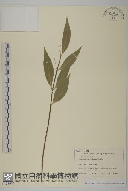 登錄號:S128074藏品圖，第1張