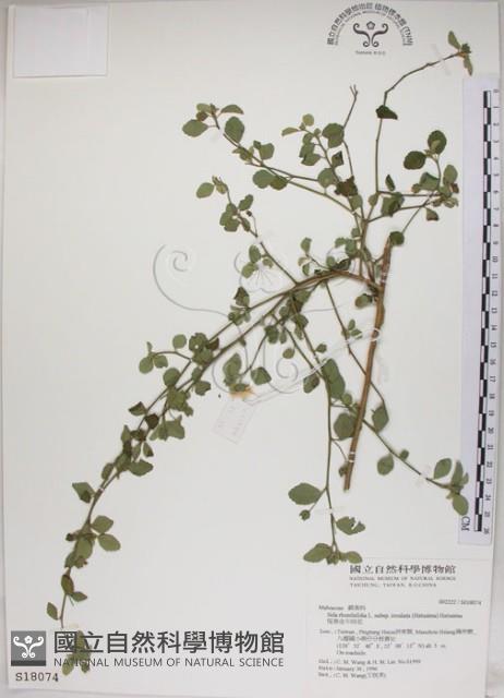 恆春金午時花藏品圖，第1張