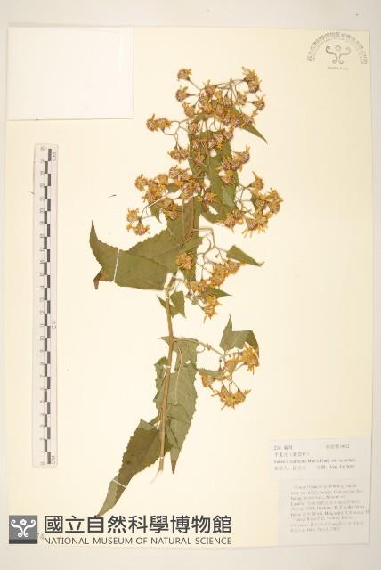 蔓黃菀藏品圖，第1張