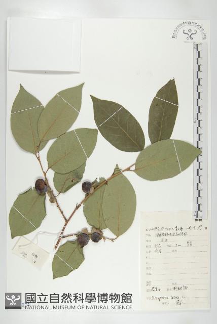 黑棗、君遷子藏品圖，第1張