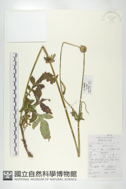 川續斷藏品圖，第1張