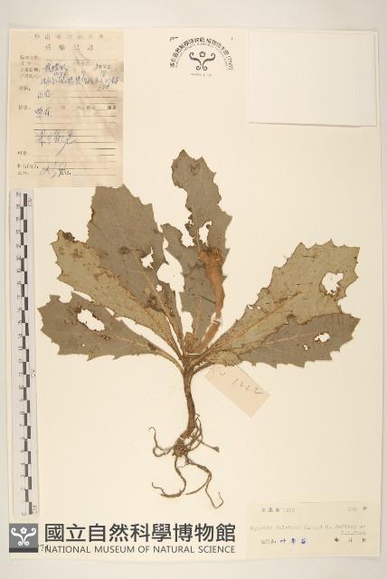 褐頭尾菊藏品圖，第1張