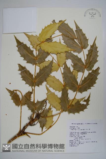 十大功勞藏品圖，第1張