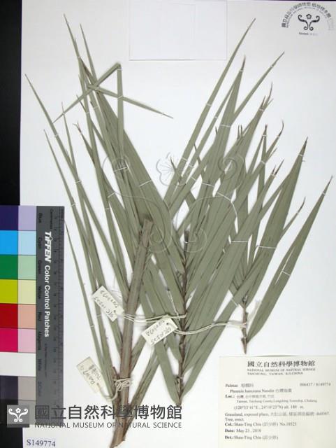 台灣海棗藏品圖，第1張