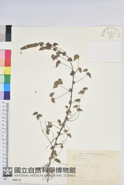 鐵莧菜藏品圖，第1張