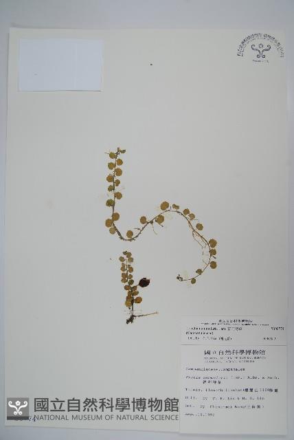 Accession Number:S008774 Collection Image, Figure 1, Total 2 Figures