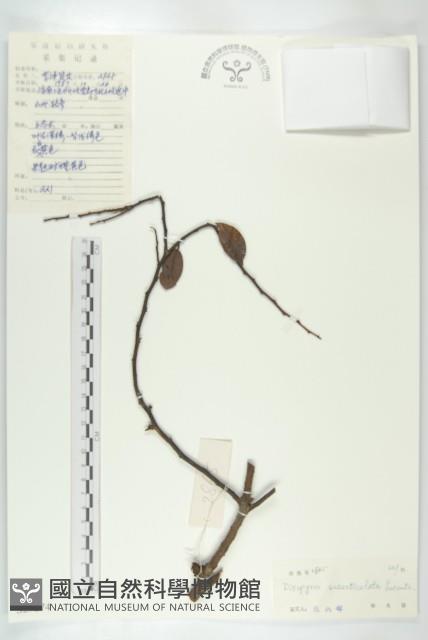 五指山柿藏品圖，第1張