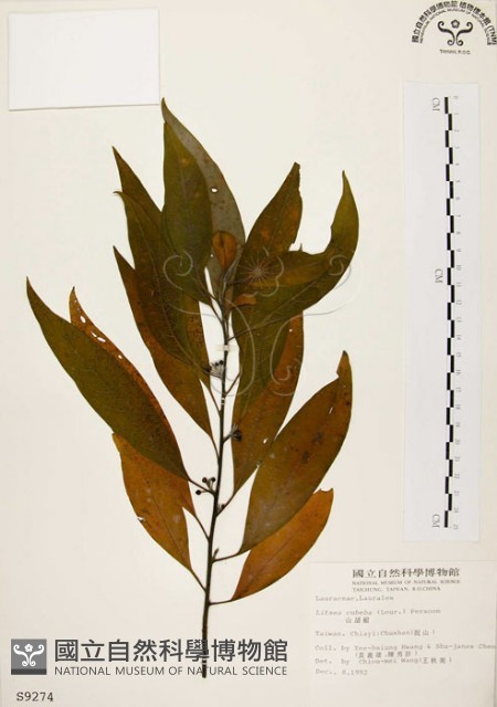 山胡椒藏品圖，第1張