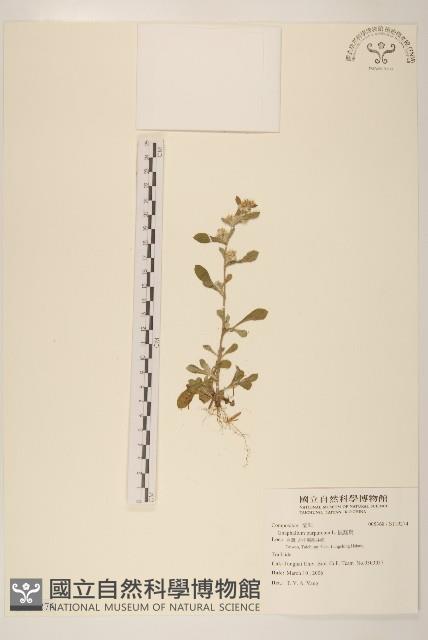 鼠麴舅藏品圖，第1張