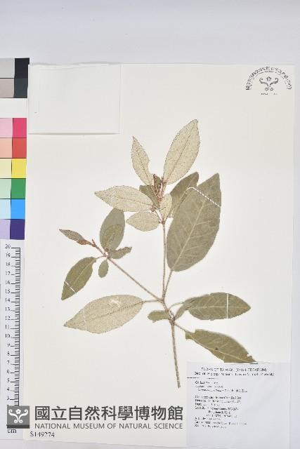 裡白巴豆藏品圖，第1張