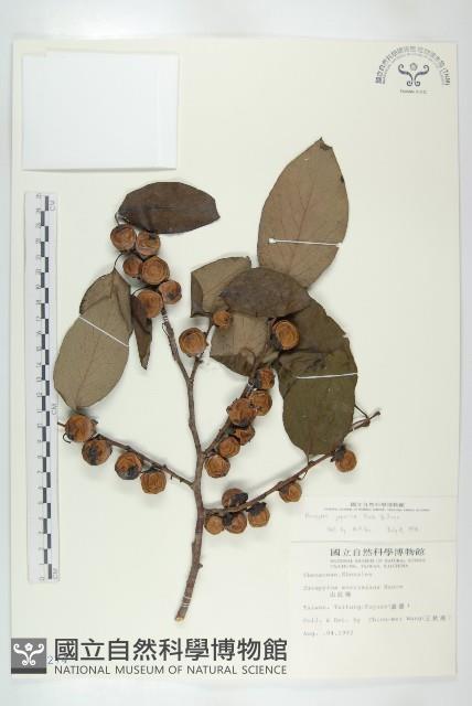 山柿, 山豆柿藏品圖，第1張