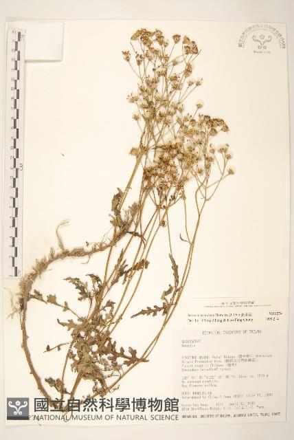 蔓黃菀藏品圖，第1張