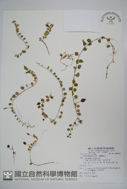 普刺特草藏品圖，第1張