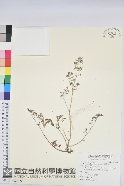 紫斑大戟藏品圖，第1張