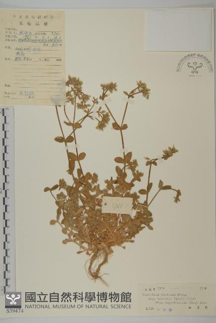 簇生卷耳藏品圖，第1張